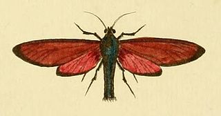 <i>Empyreuma</i> Genus of moths