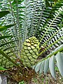 Encephalartos barteri, Parque Terra Nostra, Furnas, Azoren