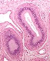 Micrograph of epididymis - H&E stain