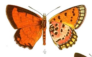 <i>Erikssonia cooksoni</i> Species of butterfly