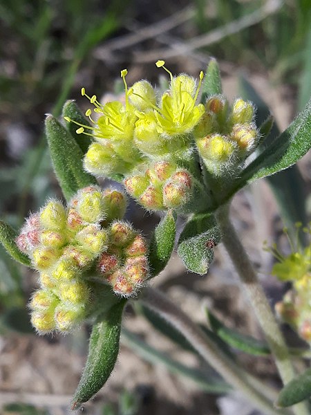 File:Eriogonum flavum 175224416.jpg