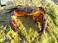 * Nomination Warty crab Eriphia verrucosa, old male. --George Chernilevsky 19:05, 3 January 2011 (UTC) * Promotion good --Mbdortmund 10:58, 4 January 2011 (UTC)