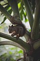 Grand Guerlinguet sur les pétioles d'un Philodendron