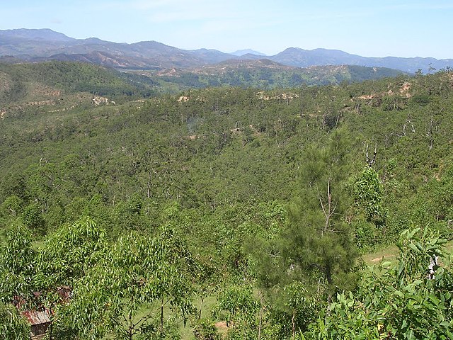 Foto da árvore eucalyptus alba no suco de Seloi Malere.