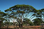 Thumbnail for Eucalyptus myriadena