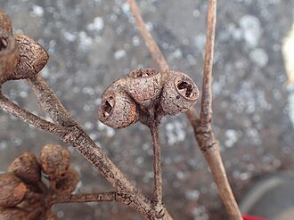 fruit Eucalyptus pyrocarpa fruit.jpg