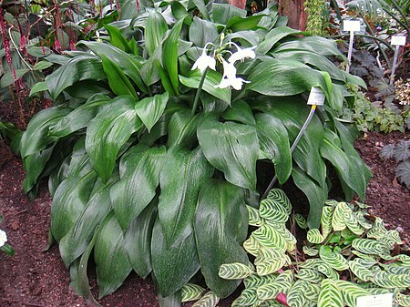 Eucharis amazonica