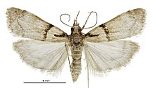 Eudonia colpota male.jpg