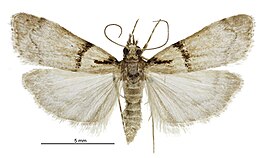 Eudonia colpota