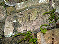 Stark verwaschene, kopfstehende Bauinschrift von Wp 10/34 (verbaut in der Rekonstruktion von Wp 10/22 im Eulbacher Park, Zustand September 2009)