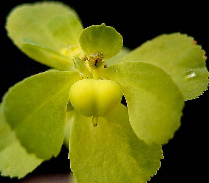 File:Euphorbia helioscopia2 ies.jpg