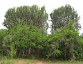 Trees; Mecufi district, Cabo Delgado Province, Mozambique