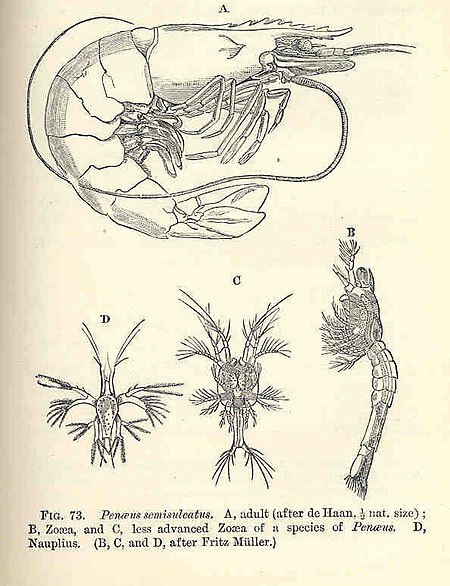 Tôm vằn