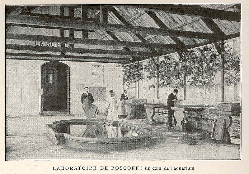 File:FMIB 36952 Laboratoire de Roscoff - un coin de l'aquarium.jpeg