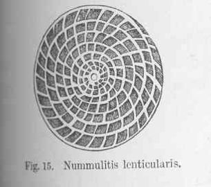 Nummulitis lenticularis