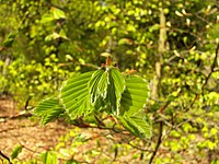Fagus sylvatica leaf 002.jpg