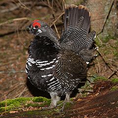 ♂ Canachites canadensis