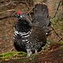 Thumbnail for Spruce grouse