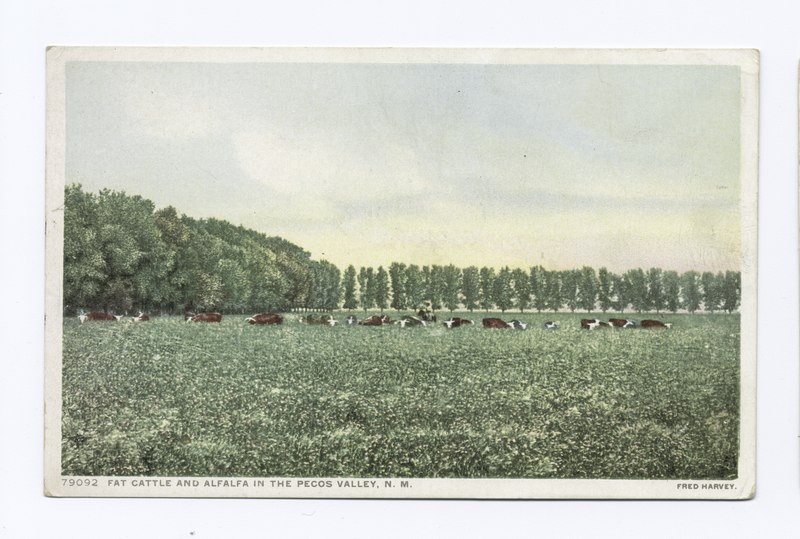 File:Fat Cattle and Alfalfa in the Pecos Valley, New Mexico (NYPL b12647398-74445).tiff