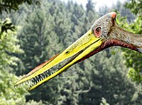 Species New to Science: [Paleontology • 2014] Aerodactylus scolopaciceps  gen. nov. • Pterodactylus scolopaciceps Meyer, 1860 (Pterosauria,  Pterodactyloidea) from the Upper Jurassic of Bavaria, Germany: The Problem  of Cryptic Pterosaur Taxa in Early