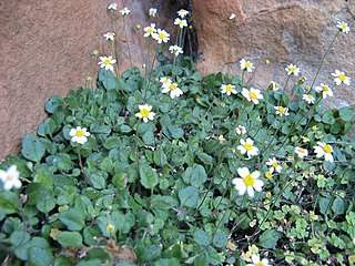 <i>Felicia cymbalariae</i> Perennial plant in the daisy family from South Africa