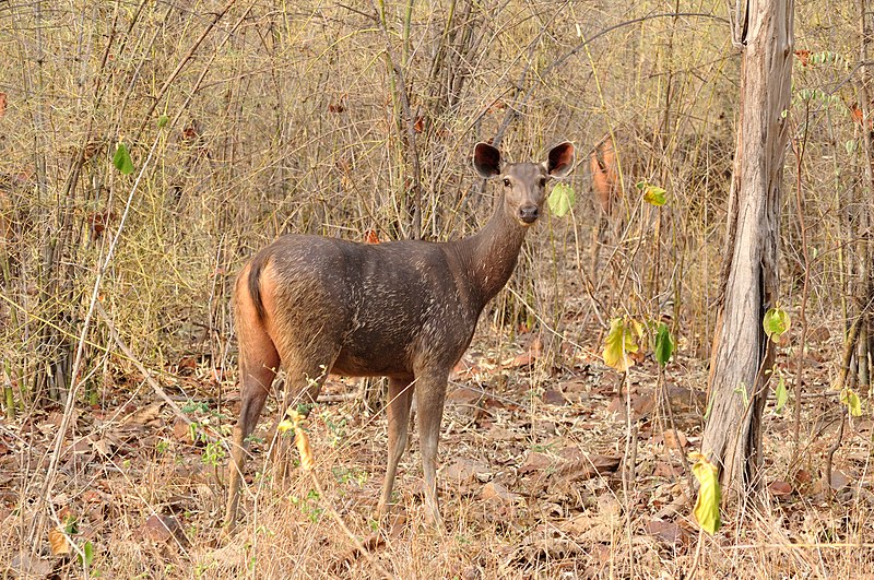 File:Female Sambar Deer.jpg