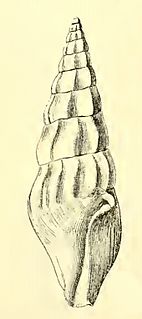 <i>Fenimorea pagodula</i> species of mollusc