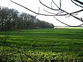 Field to west of Crawley Down - geograph.org.uk - 302132.jpg