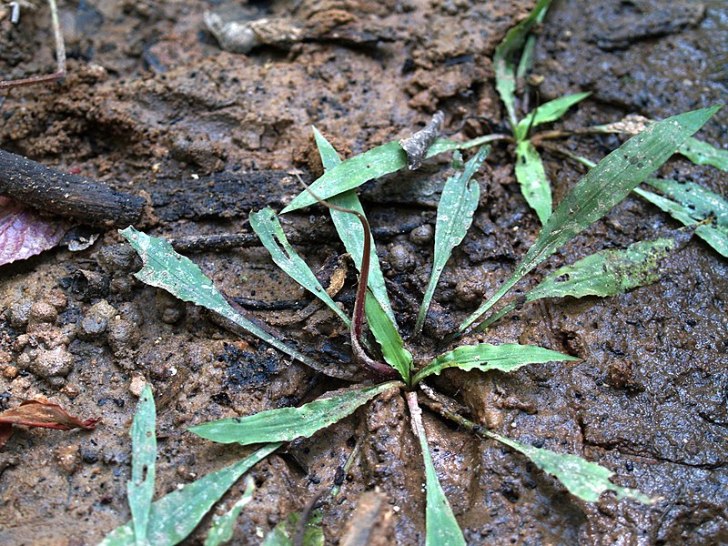 File:Fig. 06 Cryptocoryne spiralis.jpg