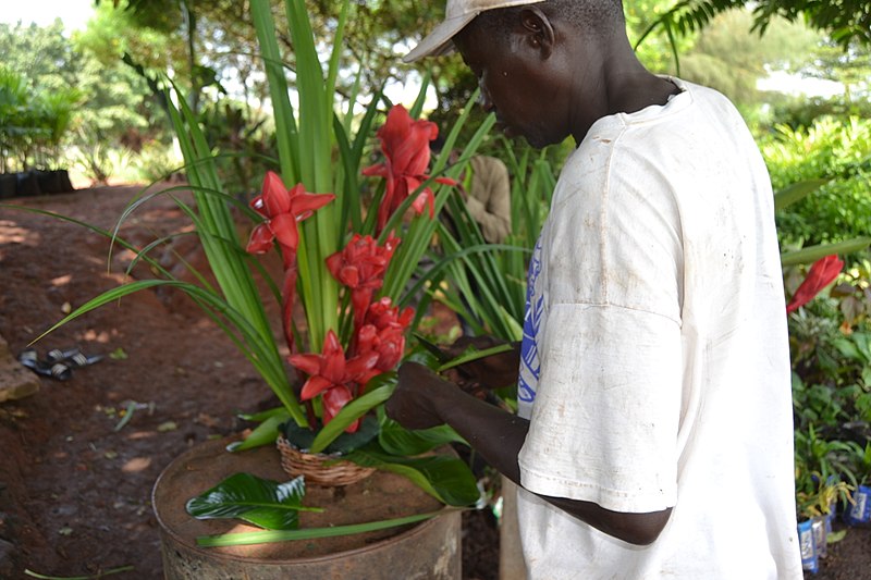 File:Fleuriste de Yamoussoukro 89.jpg