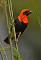 Flickr - Rainbirder - Black-winged Red Bishop (Euplectes hordeaceus).jpg