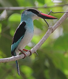 Flickr - Rainbirder - Kingfisher cu piept albastru (Halcyon malimbica) (decupat) .jpg