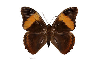 <i>Selenophanes cassiope</i> Species of butterfly