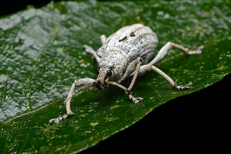 File:Flickr - ggallice - Weevil (1).jpg