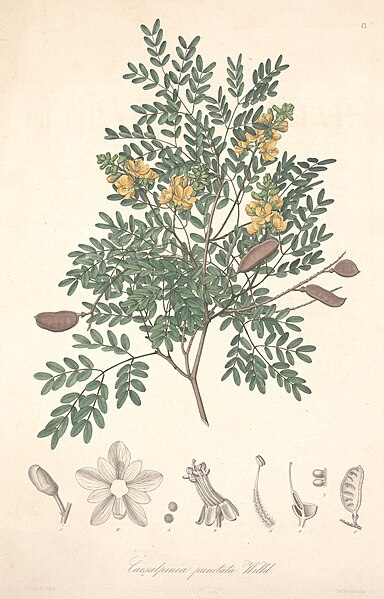 File:Florae Columbiae (Plate CI) (8204861579).jpg