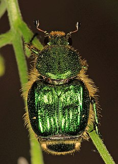 <i>Trichiotinus lunulatus</i> species of insect