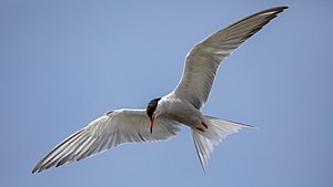 23. Platz: Andreas Weith mit Fluss-Seeschwalbe im Suchflug über der Wasseroberfläche im Europareservat Federsee