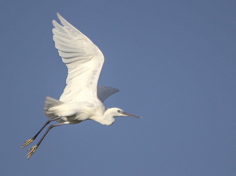 File:Flying white heron Gambia.jpg