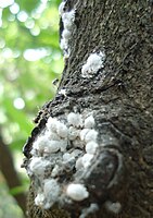 Formica fusca and mealy bugs.jpg