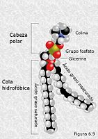 Estructura los fosfoglicéridos