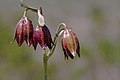 Fritillaria biflora