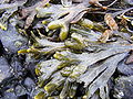 Fucus vesicolosus DSCF2551.JPG