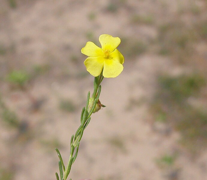 File:Fumana procumbens flower (05).jpg