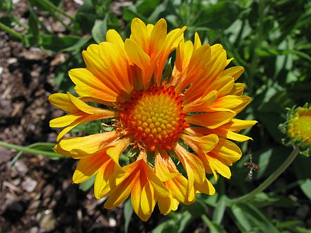 Gaillardia x grandiflora 'Oranges and Lemons' in NH.jpg