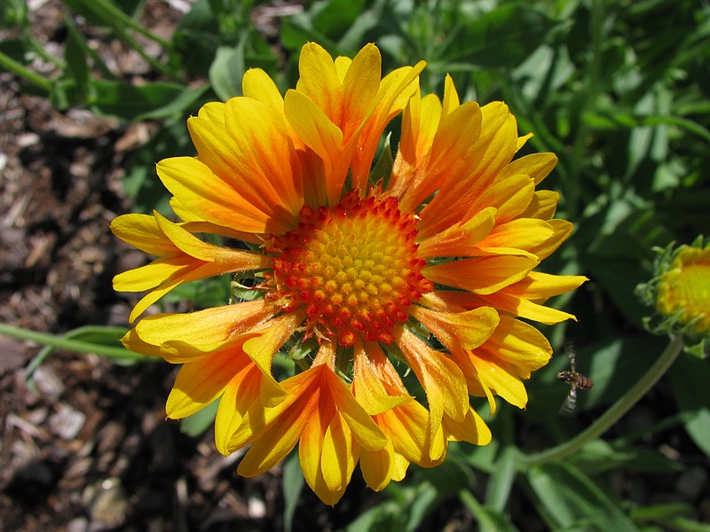 File:Gaillardia x grandiflora 'Oranges and Lemons' in NH.jpg