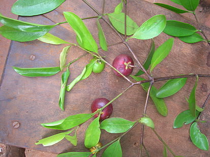 413px-Garcinia_indica_-_fruits_and_leaves.jpg