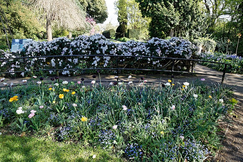 File:Garden path tulip bed at Myddelton House, Enfield, London, England.jpg