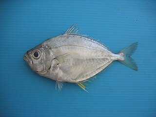 <i>Gazza minuta</i> Species of fish