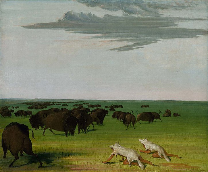 File:George Catlin - Buffalo Hunt under the Wolf-skin Mask - 1985.66.414 - Smithsonian American Art Museum.jpg