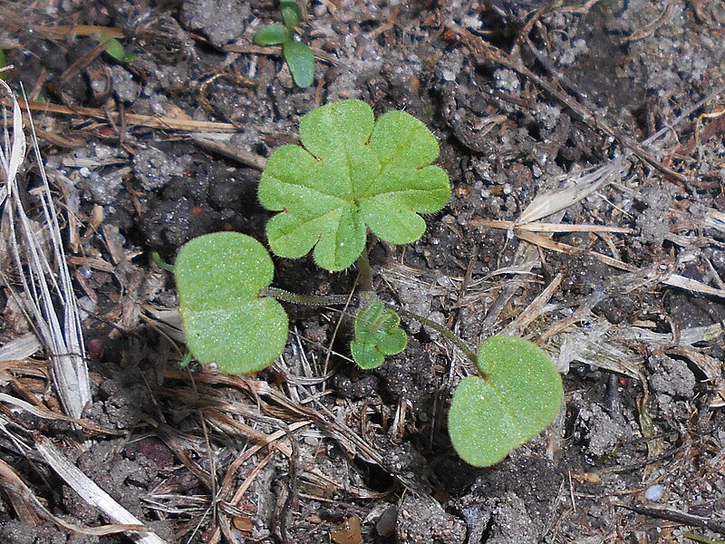 File:Geranium pusillum 2018-07-21 6851.jpg